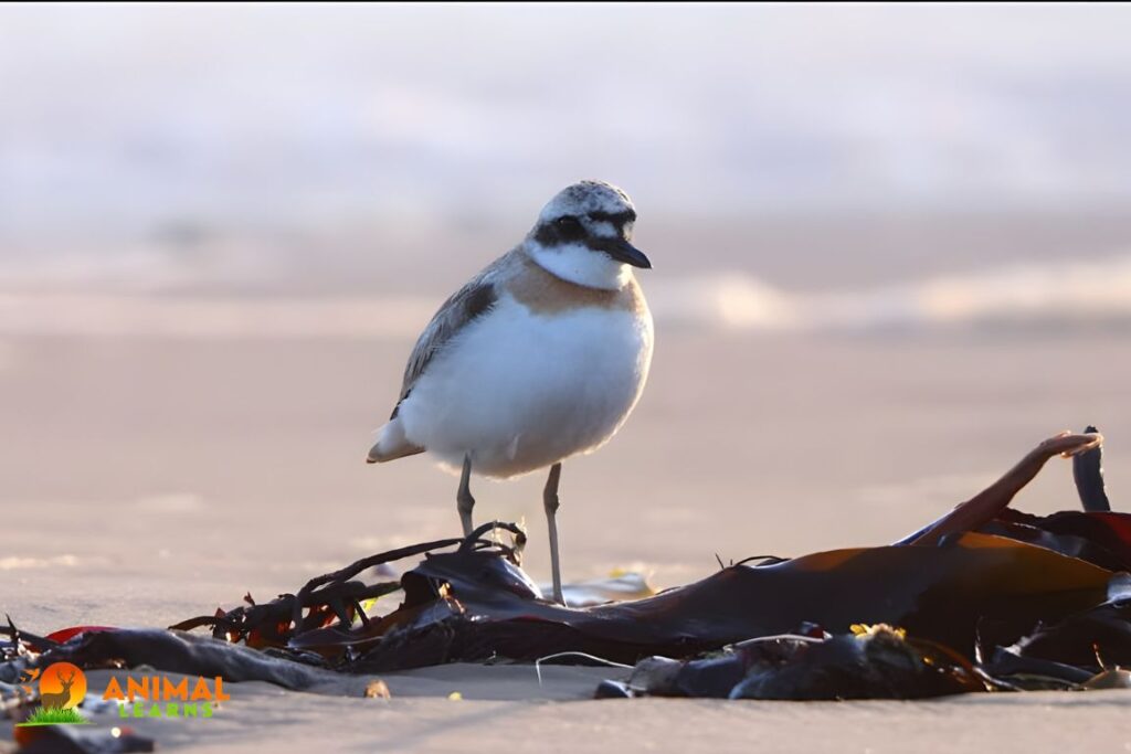 Greater Sand Plover 
