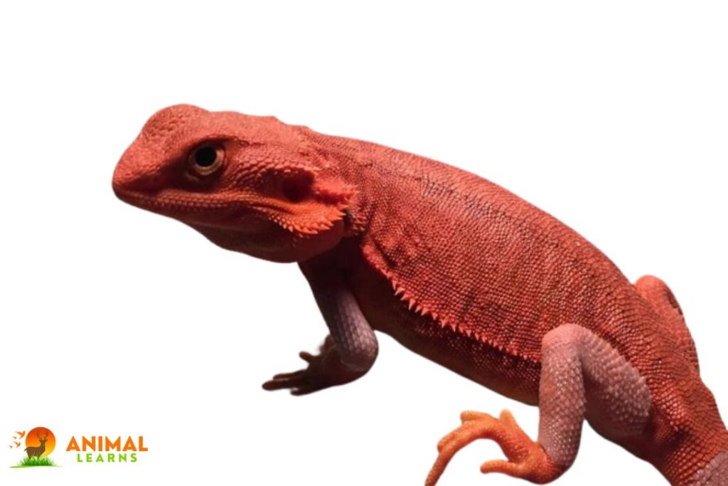How Much Do Red Bearded Dragons Cost