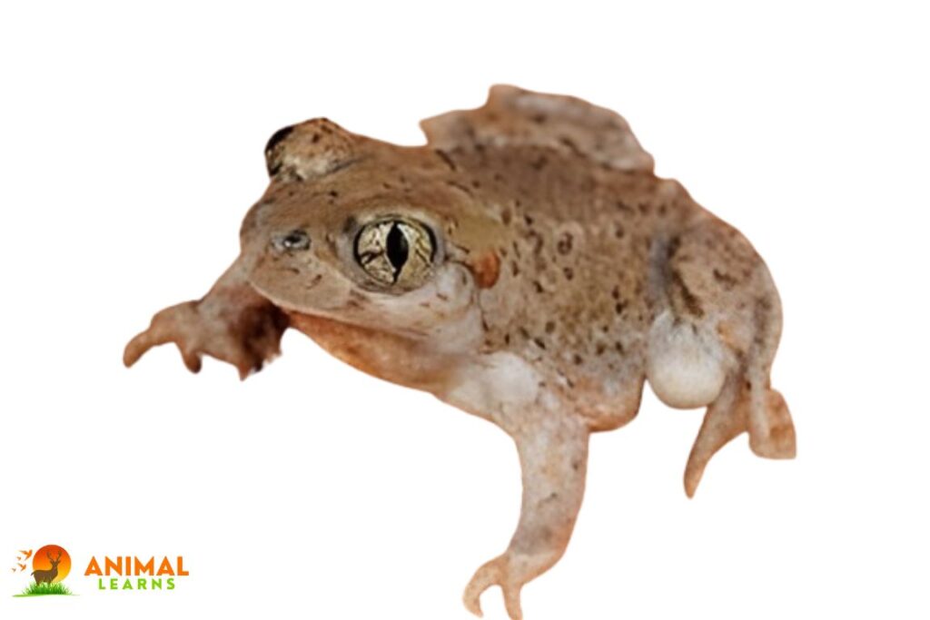 Mexican Spadefoot Toad