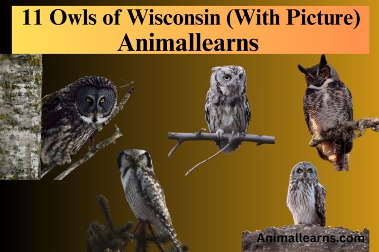 11 Owls of Wisconsin (With Picture) – Animallearns