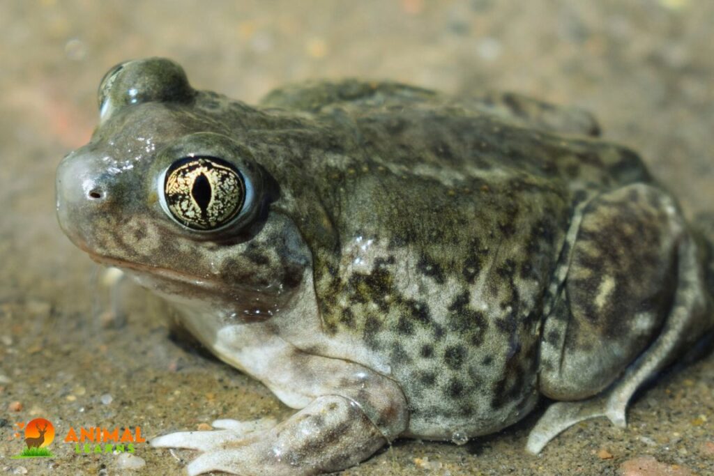 Plains Spadefoot Toad