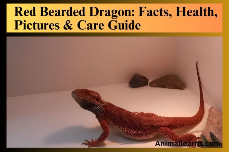 Red Bearded Dragon: Facts, Health, Pictures & Care Guide