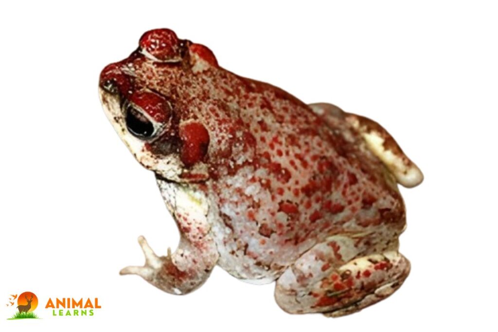 Red-Spotted Toad