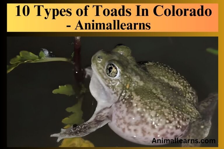 10 Types of Toads In Colorado – Animallearns