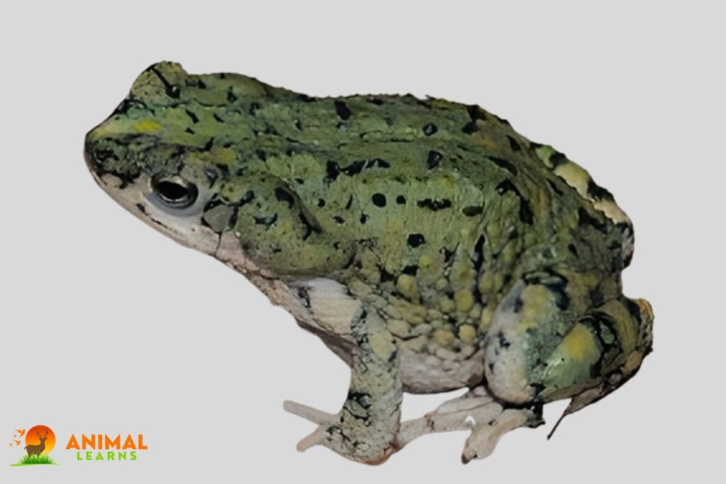 Western Green Toad