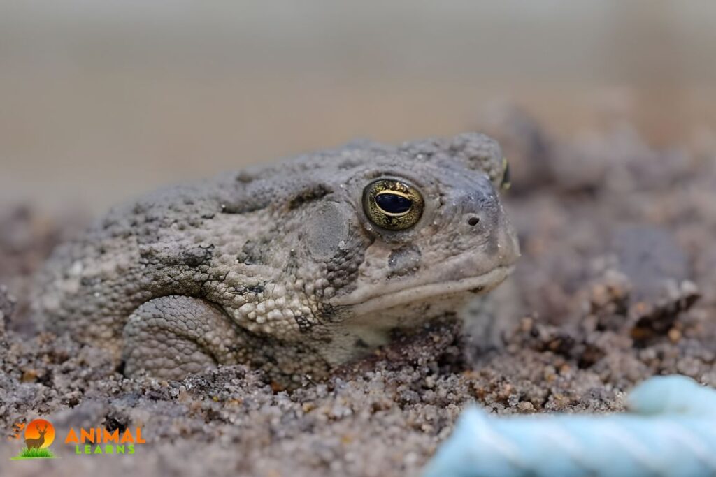 Woodhouse’s Toad