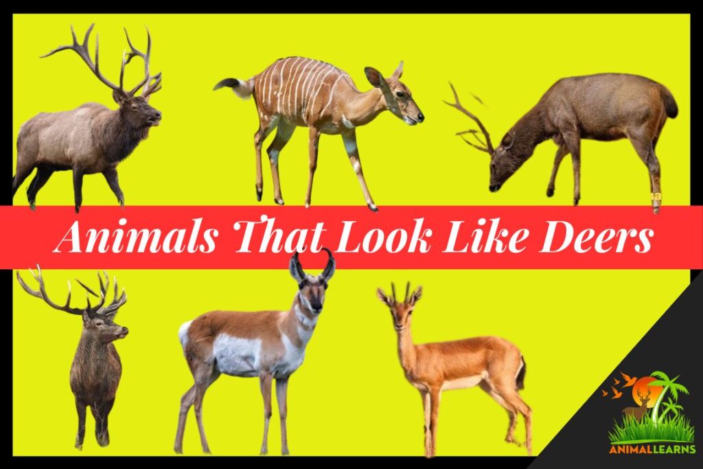 15 Animals That Look Like Deers (With Pictures)
