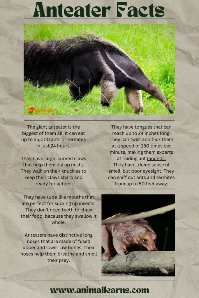 8 Incredible Anteater Facts