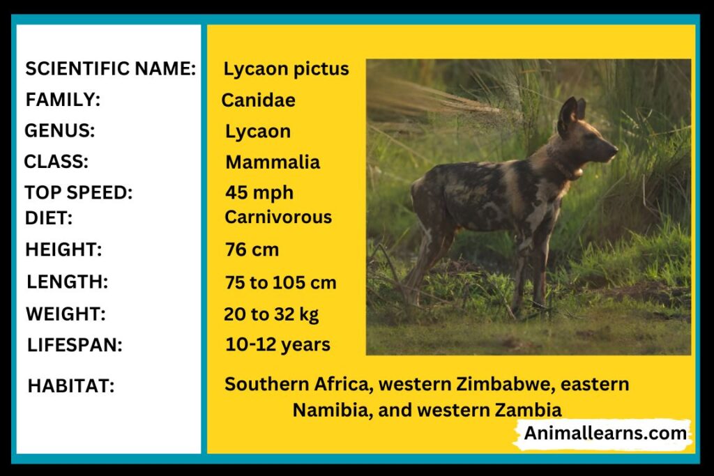 African Wild Dog Habitat, Lifespan, Facts - Animallearns