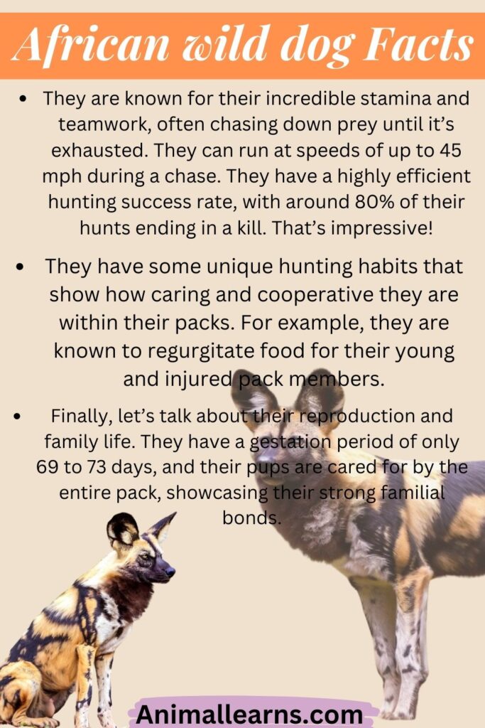 African wild dog Facts