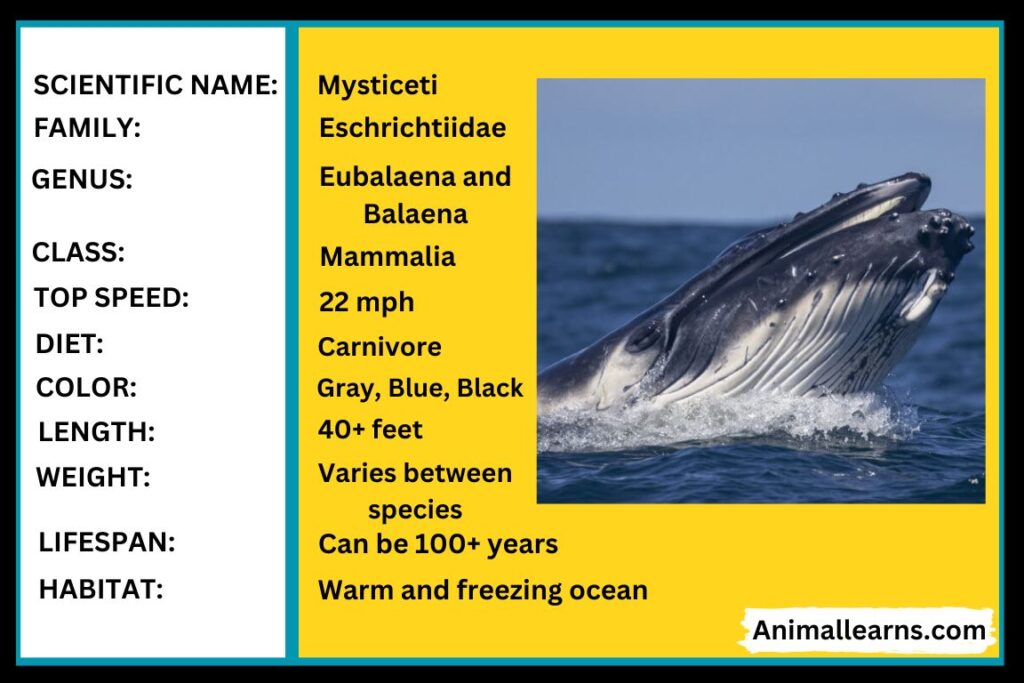 All about Baleen Whales  Types, Diet, Facts - Animallearns
