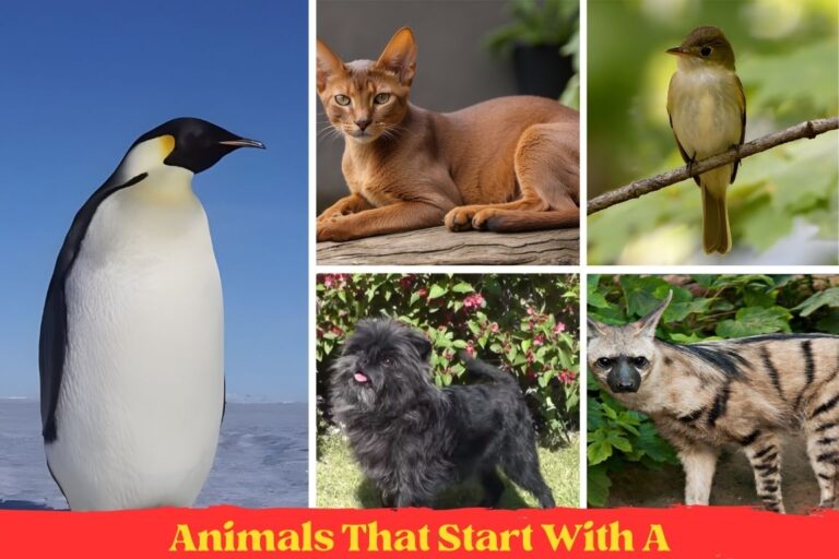 Cute Animals That Start With A – Animallearns