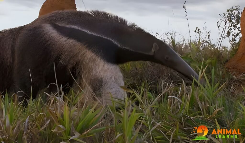 Are Anteaters Dangerous