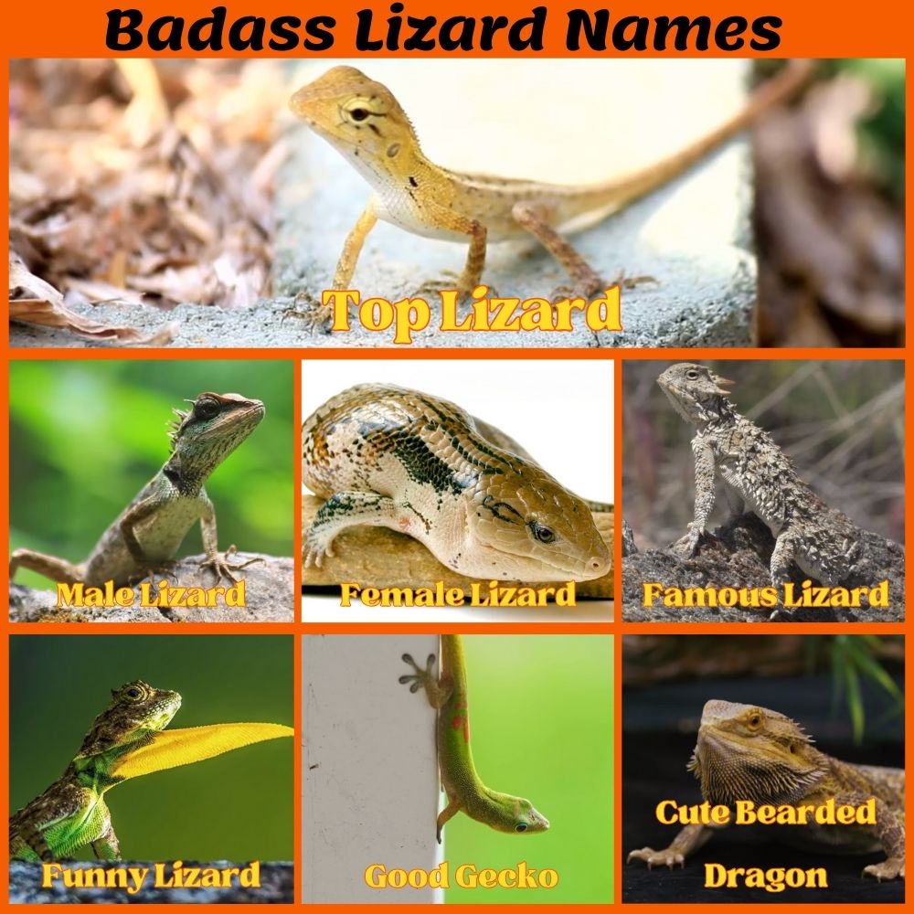 Badass Lizard Names (Cool, Cute & Popular) - Animallearns
