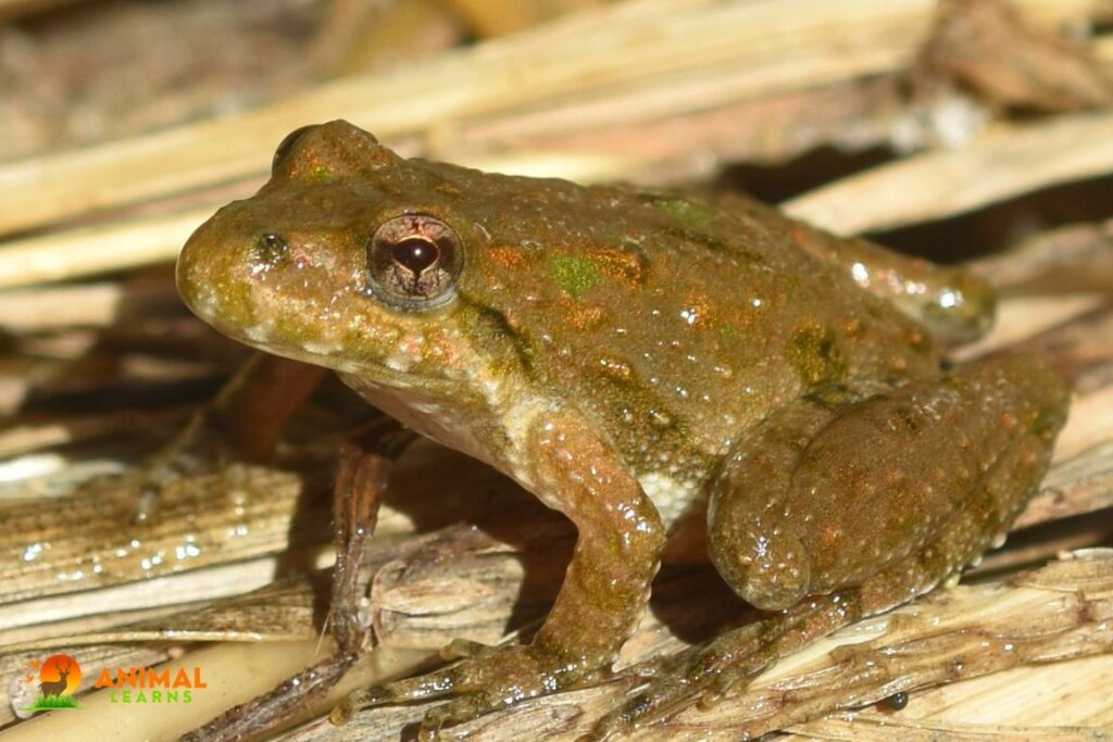 Blanchard’s Cricket Frog