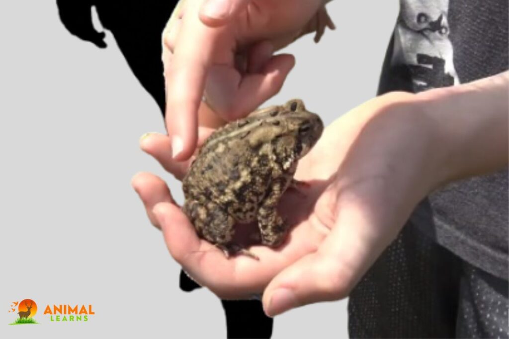 Can You Touch A Toad