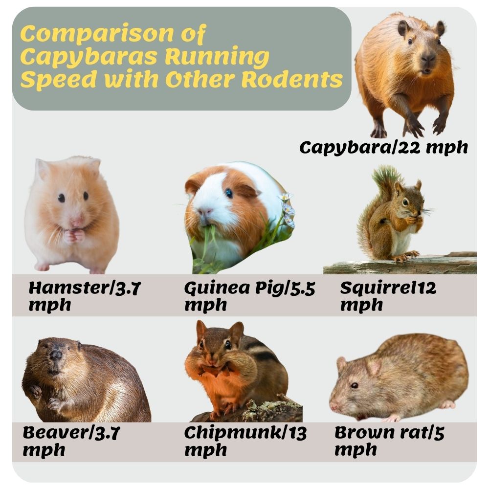 Comparison of Capybara Running Speed with Other Rodents