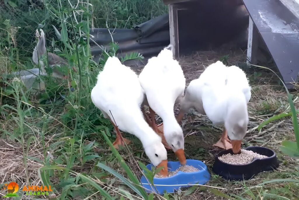 Domestic Geese Feeding