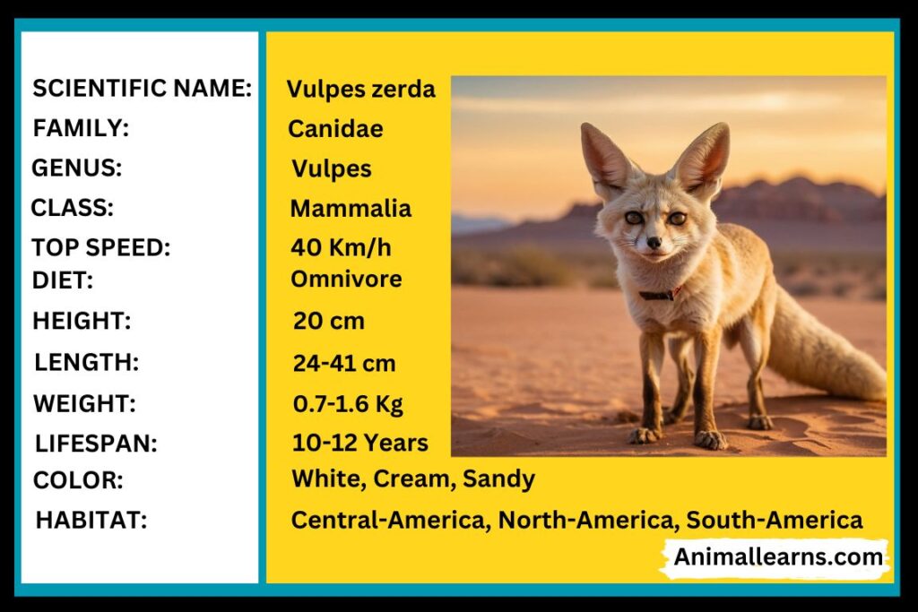 Fennec Fox  Habitat, Diet, Population & Facts - Animallearns