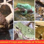 Frogs and Toads of Wisconsin