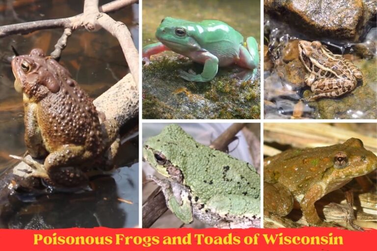 12  Poisonous Frogs and Toads of Wisconsin (With Pictures)