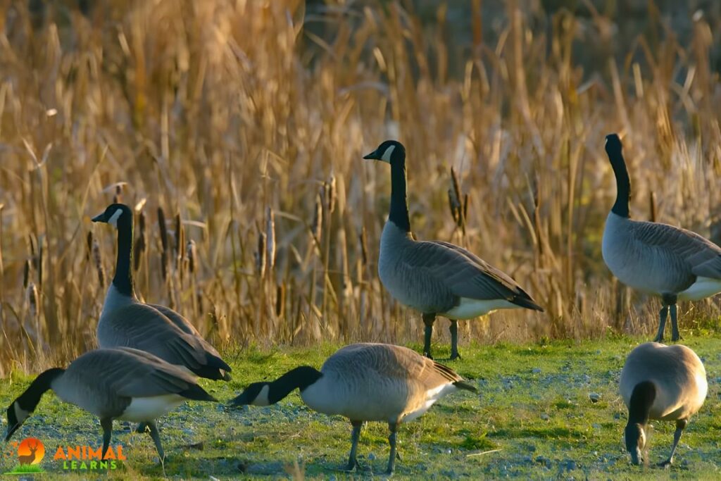 How Do Canadian Geese Find Food