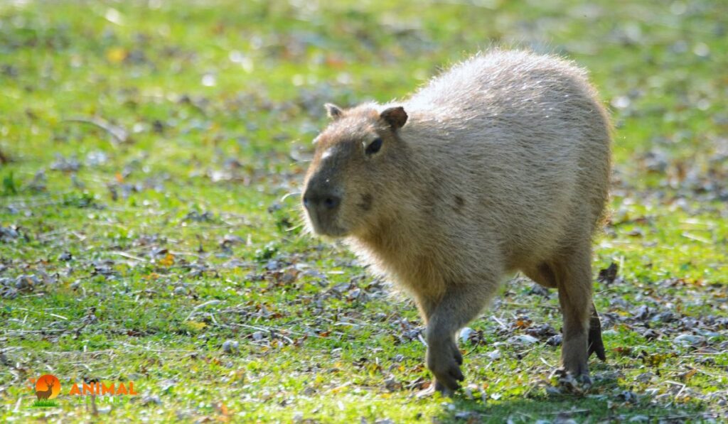 How Do Capybaras Run
