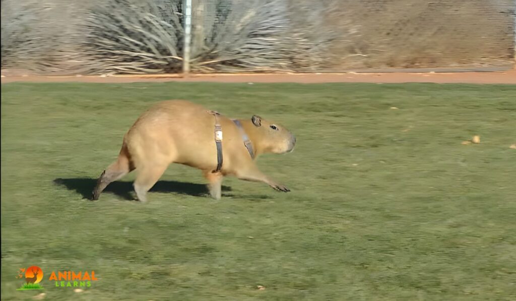 How Fast Can Capybaras Run on Land