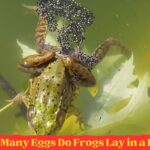 How Many Eggs Do Frogs Lay