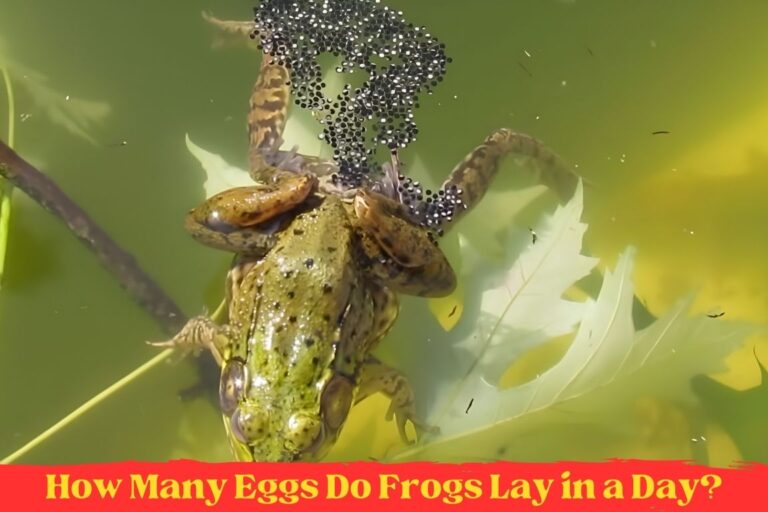 How Many Eggs Do Frogs Lay