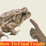 How To Find Toads