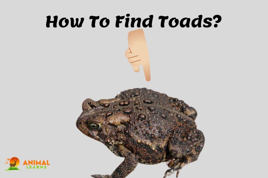 How To Find Toads In Your Backyard (With Pictures)