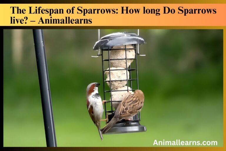 How long Do Sparrows live