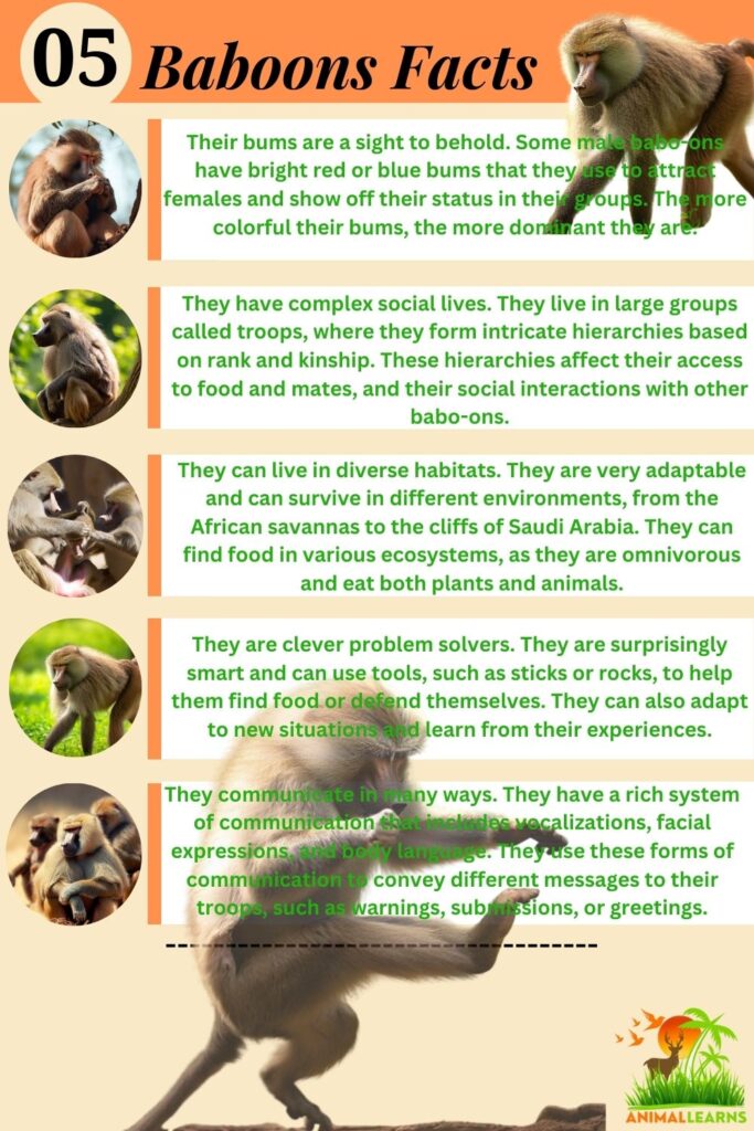 Interesting Baboons Facts and Features
