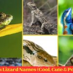 Lizard Names