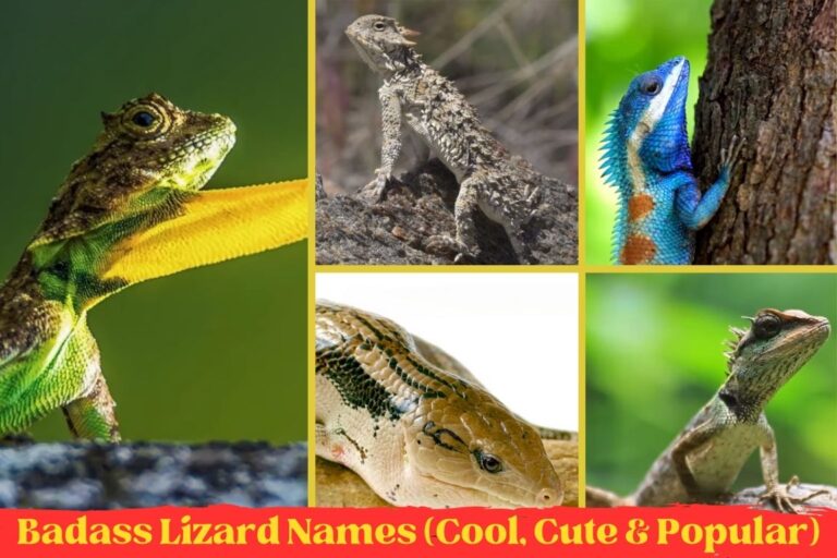 Badass Lizard Names (Cool, Cute & Popular) – Animallearns