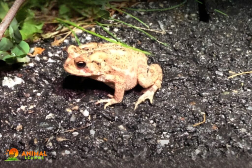 Look For Toads on Land
