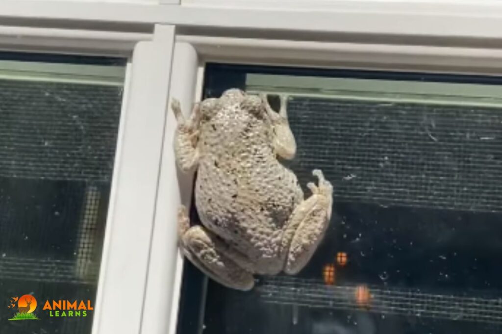 Look Toads in Basement Window Wells
