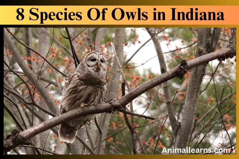 Owls in Indiana | 8 Species of Owls (With Facts & Pictures) – Animallearns