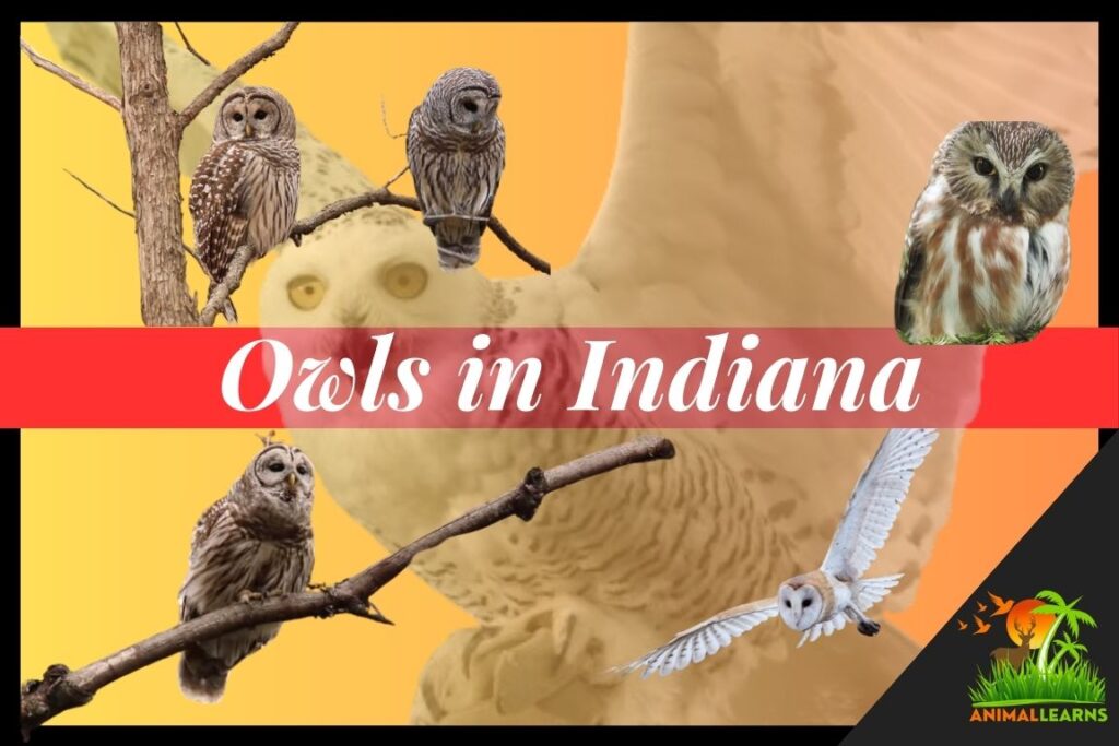 Owls in Indiana  8 Species of Owls (With Pictures) - Animallearns