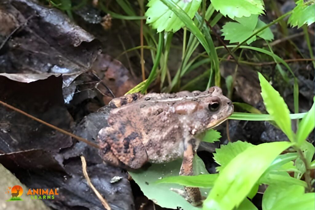 Seek For Toads Beneath Items That Hold Humidity