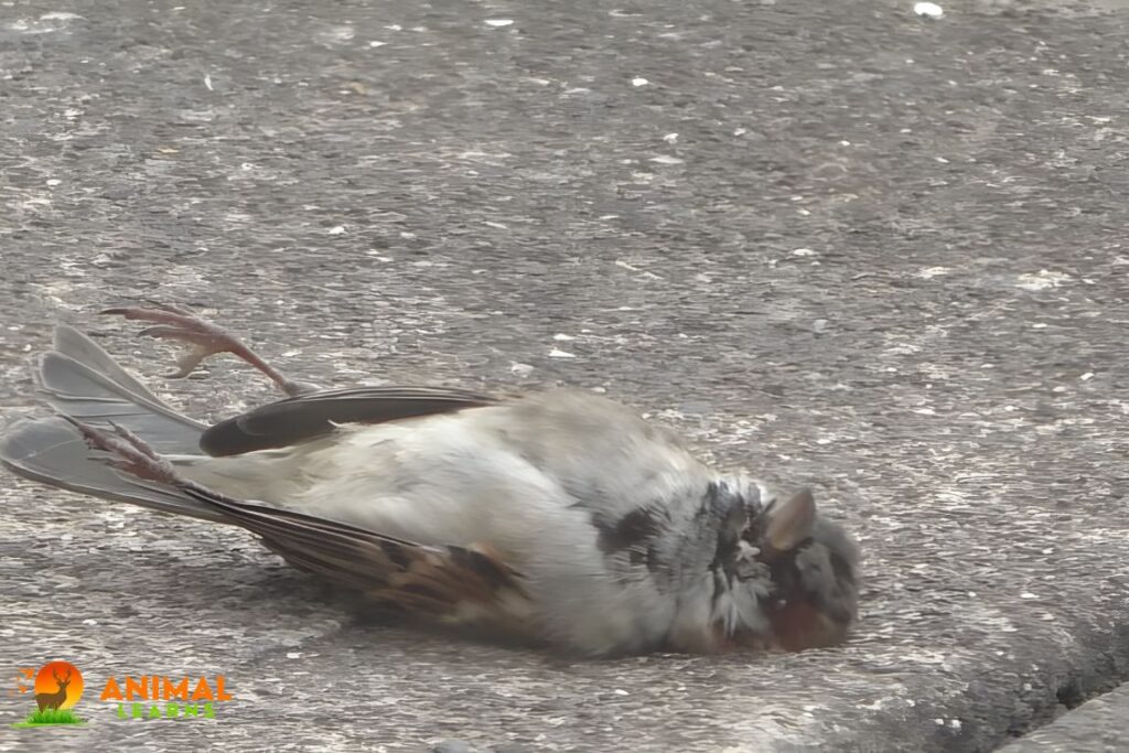 The Causes of Death for Sparrows