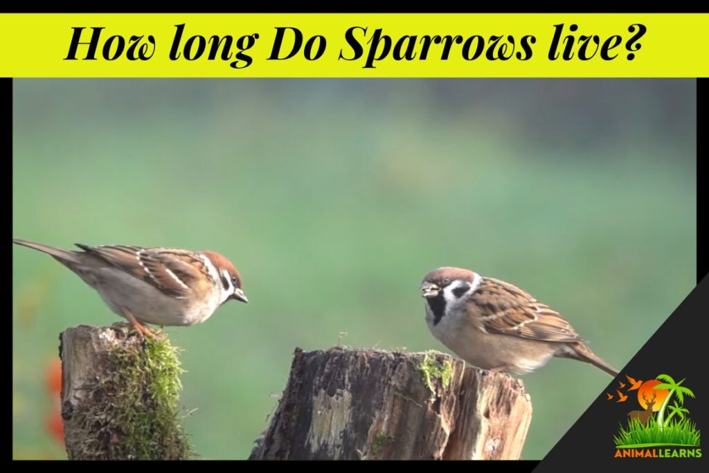 The Lifespan of Sparrows How long Do Sparrows live – Animallearns