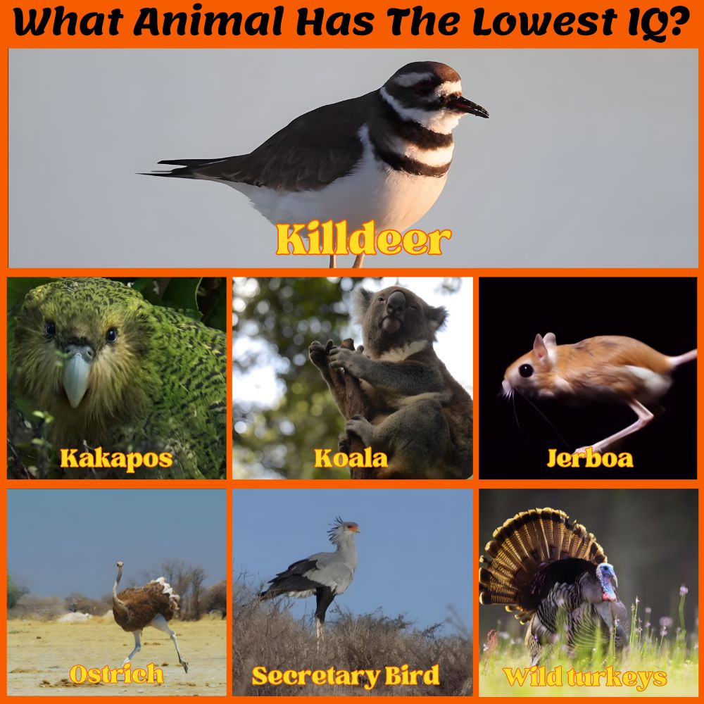 What Animal Has The Lowest IQ in the World (With Pictures)