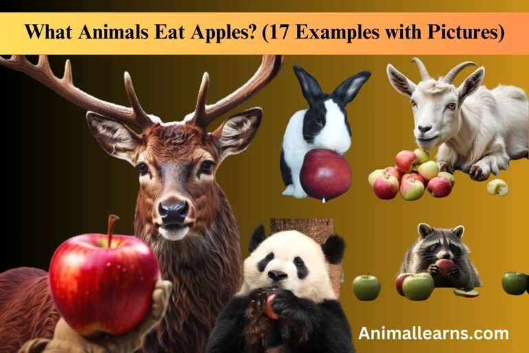 What Animals Eat Apples? (17 Amazing Examples with Pictures)