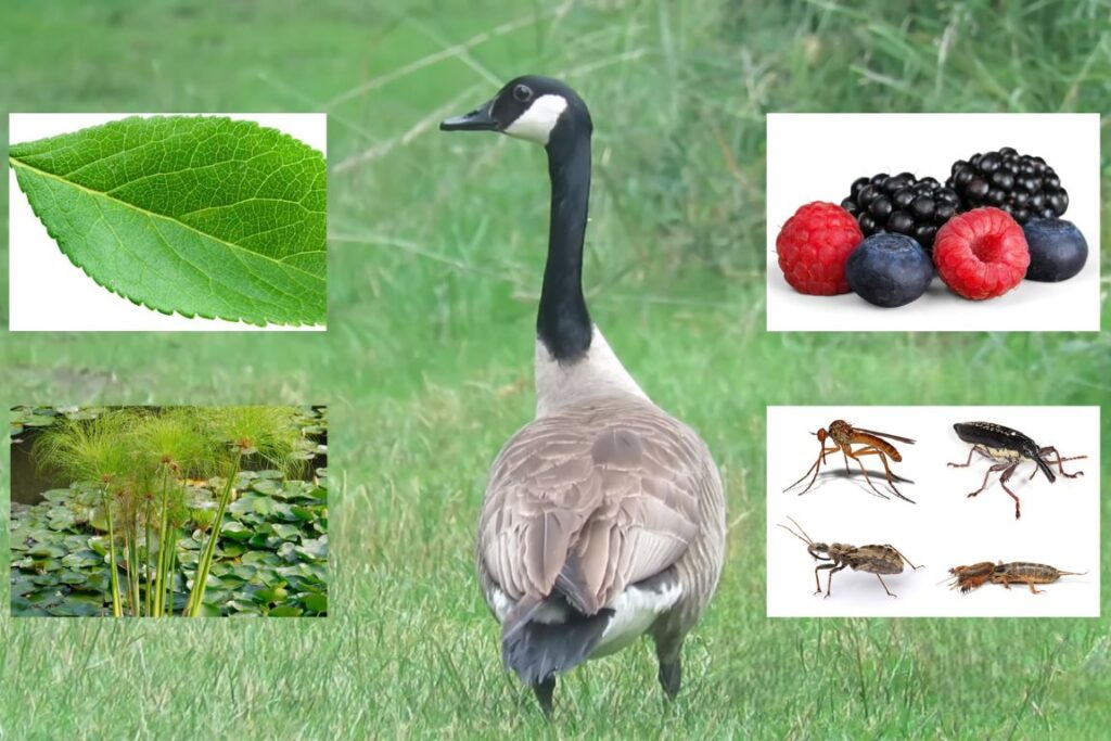 What Can You Feed Your Pet Goose At Home