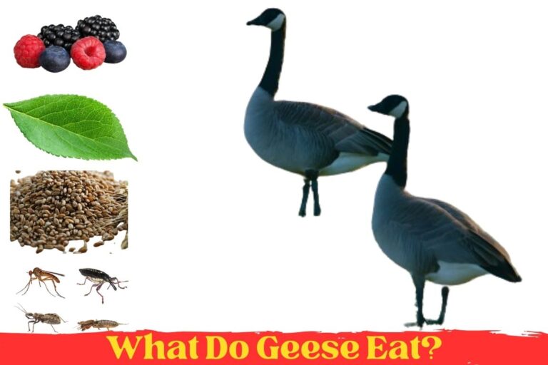What Do Geese Eat