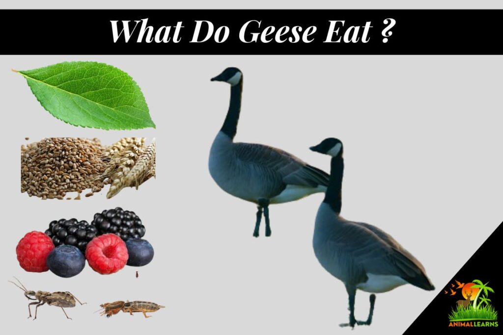 What Do Geese Eat Naturally