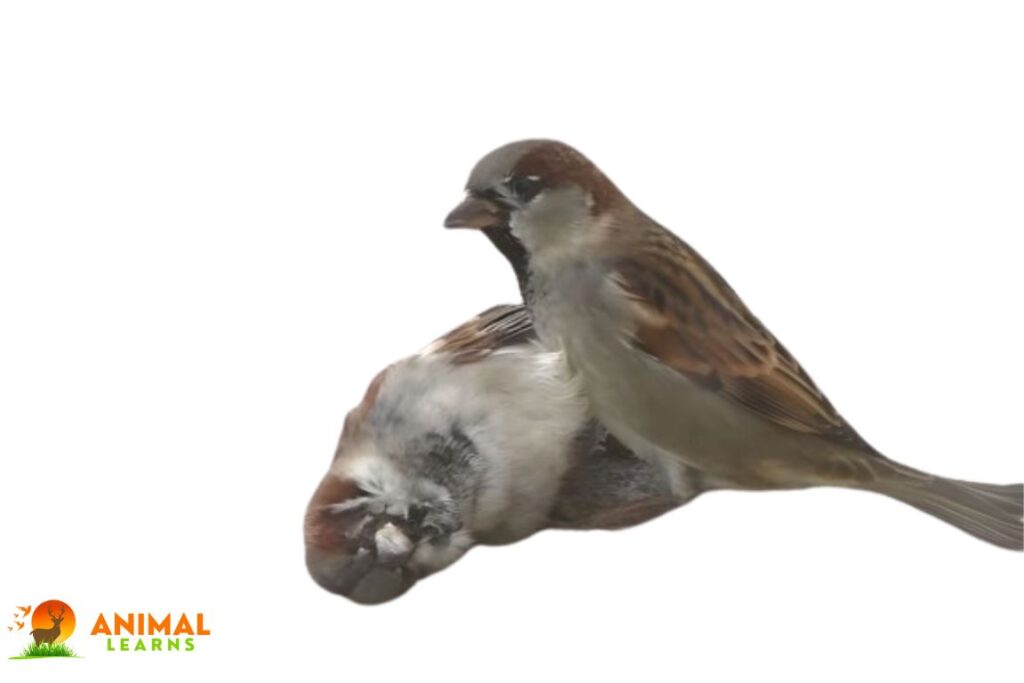 Why Is the Lifespan of Sparrows So Short