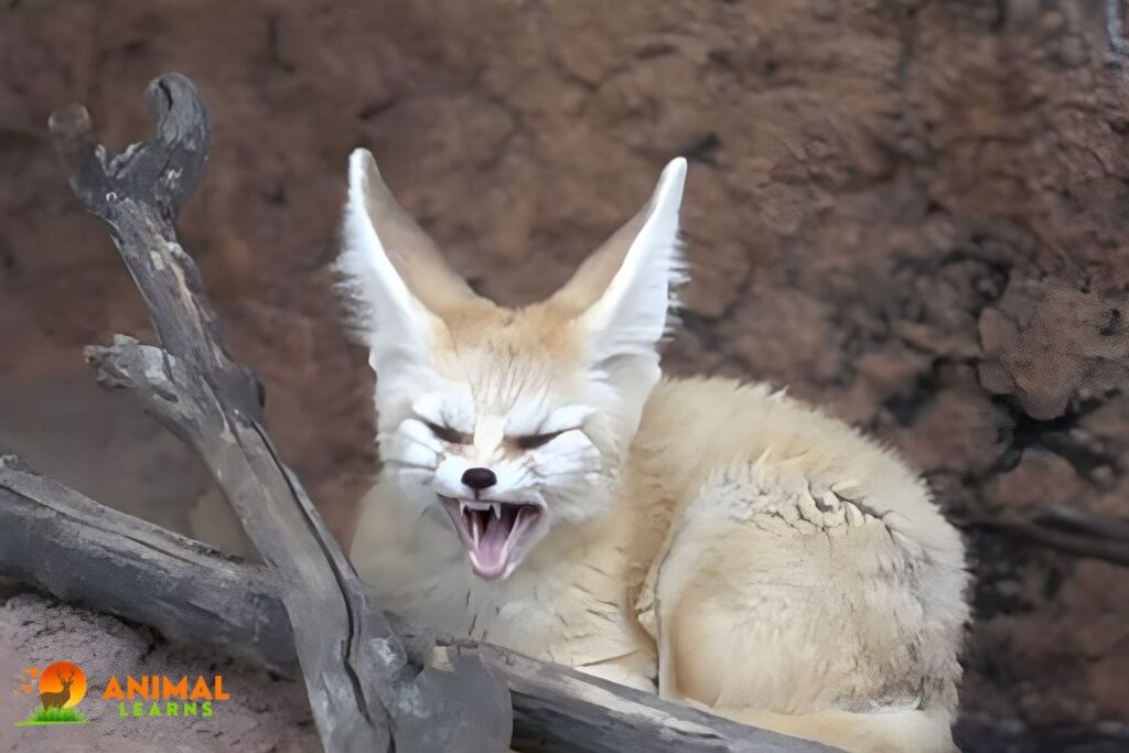 fennec fox images